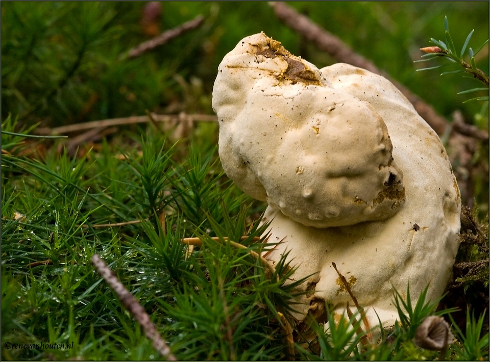 Wie weet welke paddestoel dit is