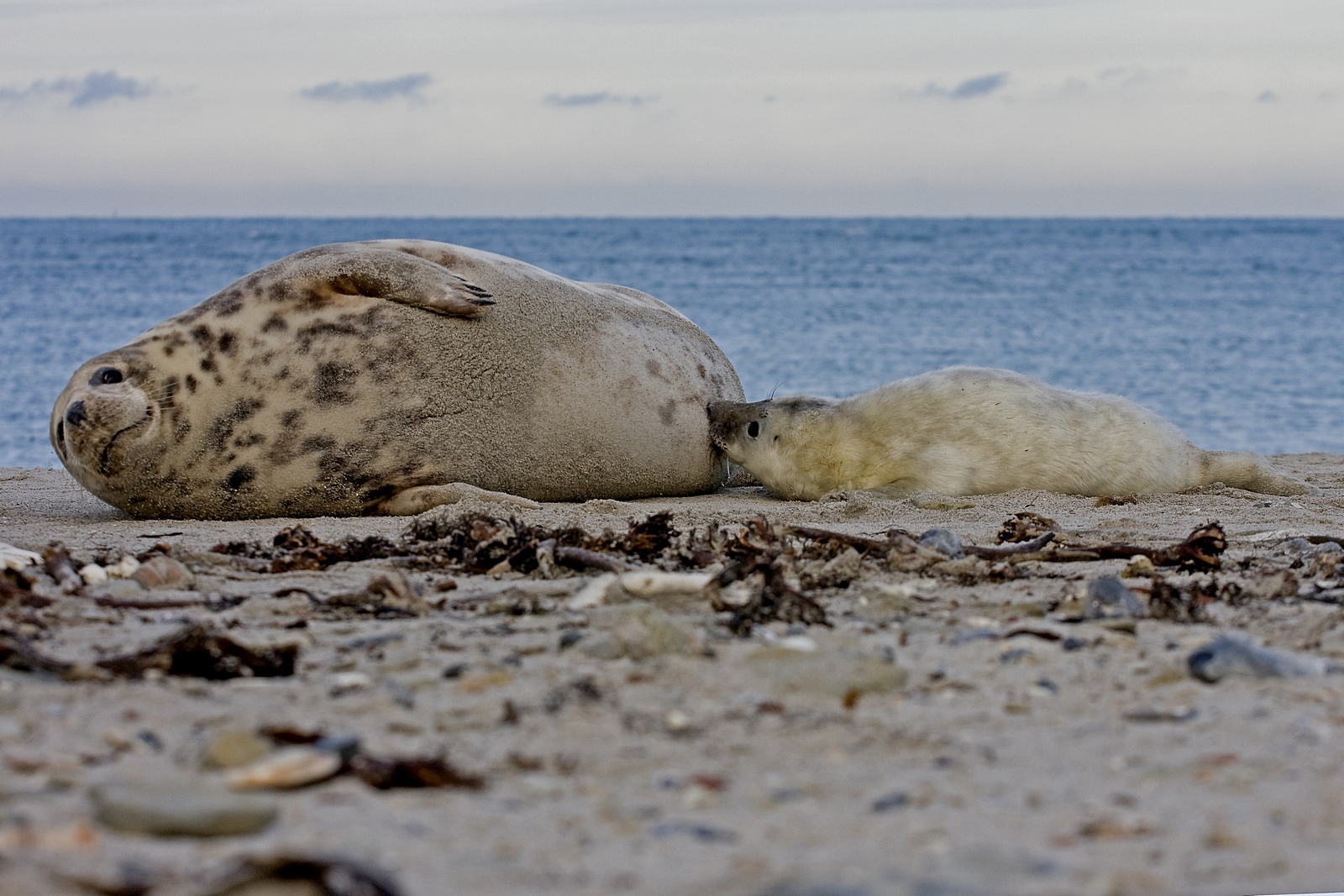 Kegelrob met drinkend jong