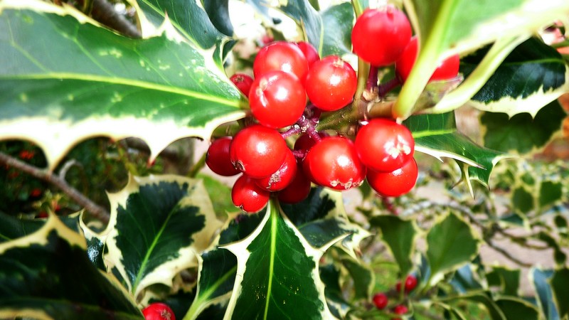 hulst maakt het bont