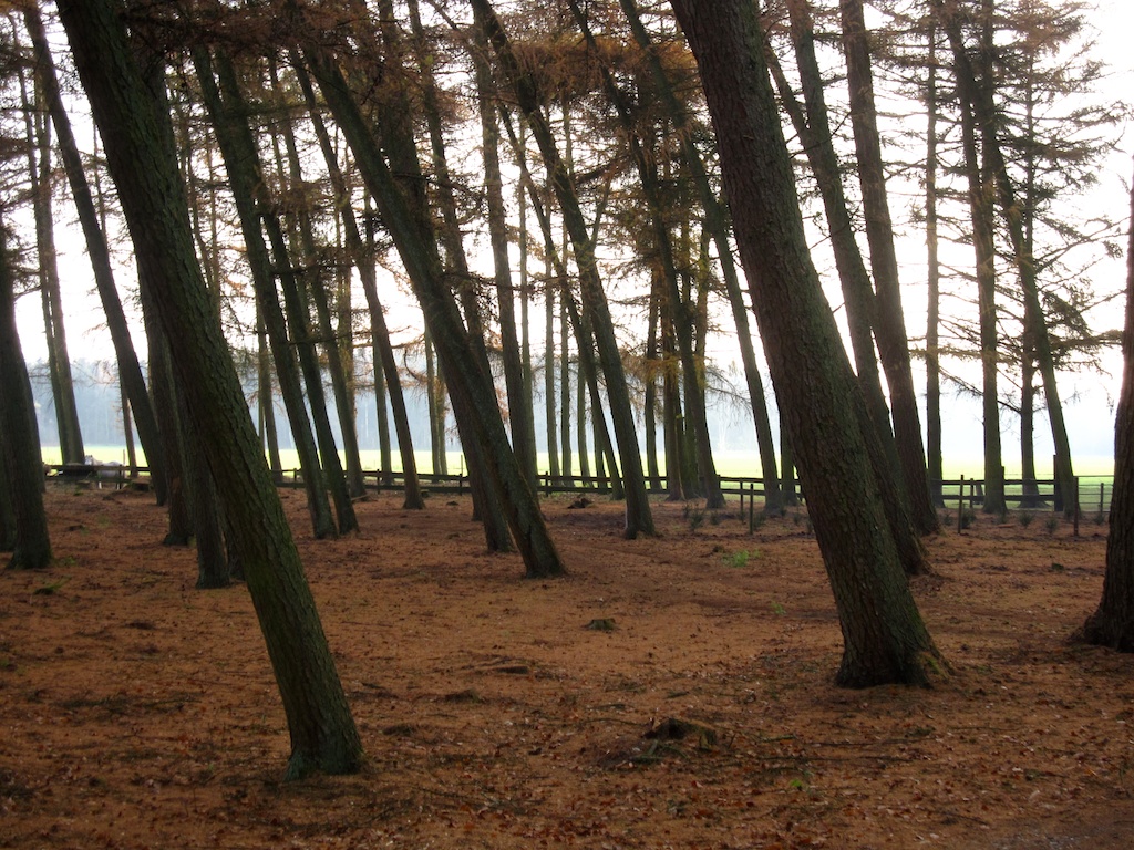 Scheefgegroeide bomen