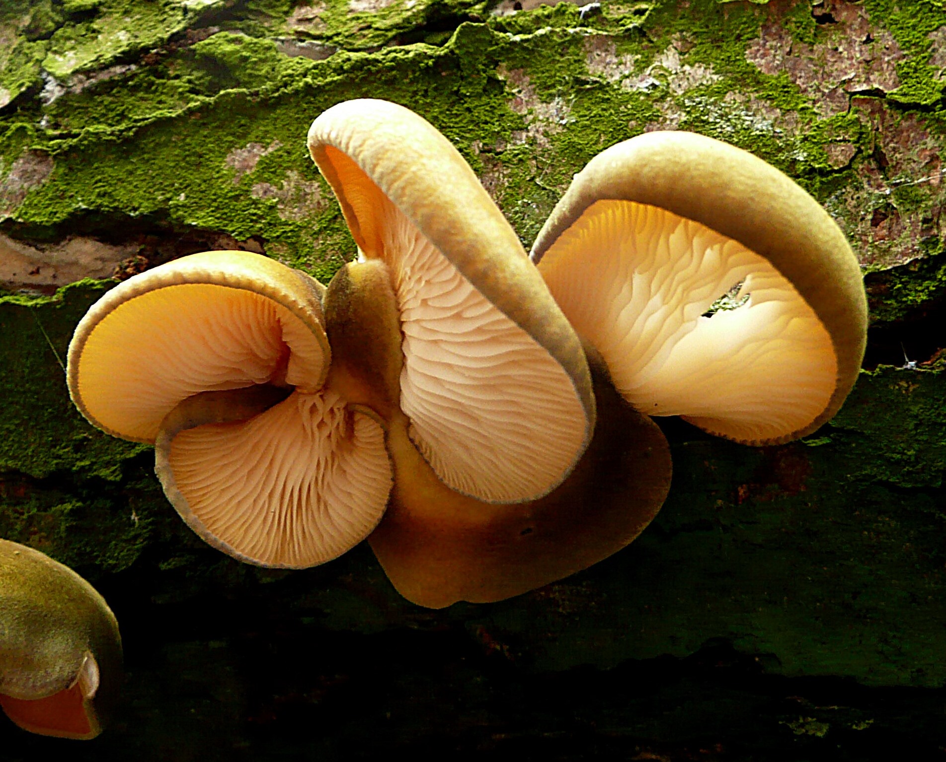 Groene schelpzwam. De onderkant 2