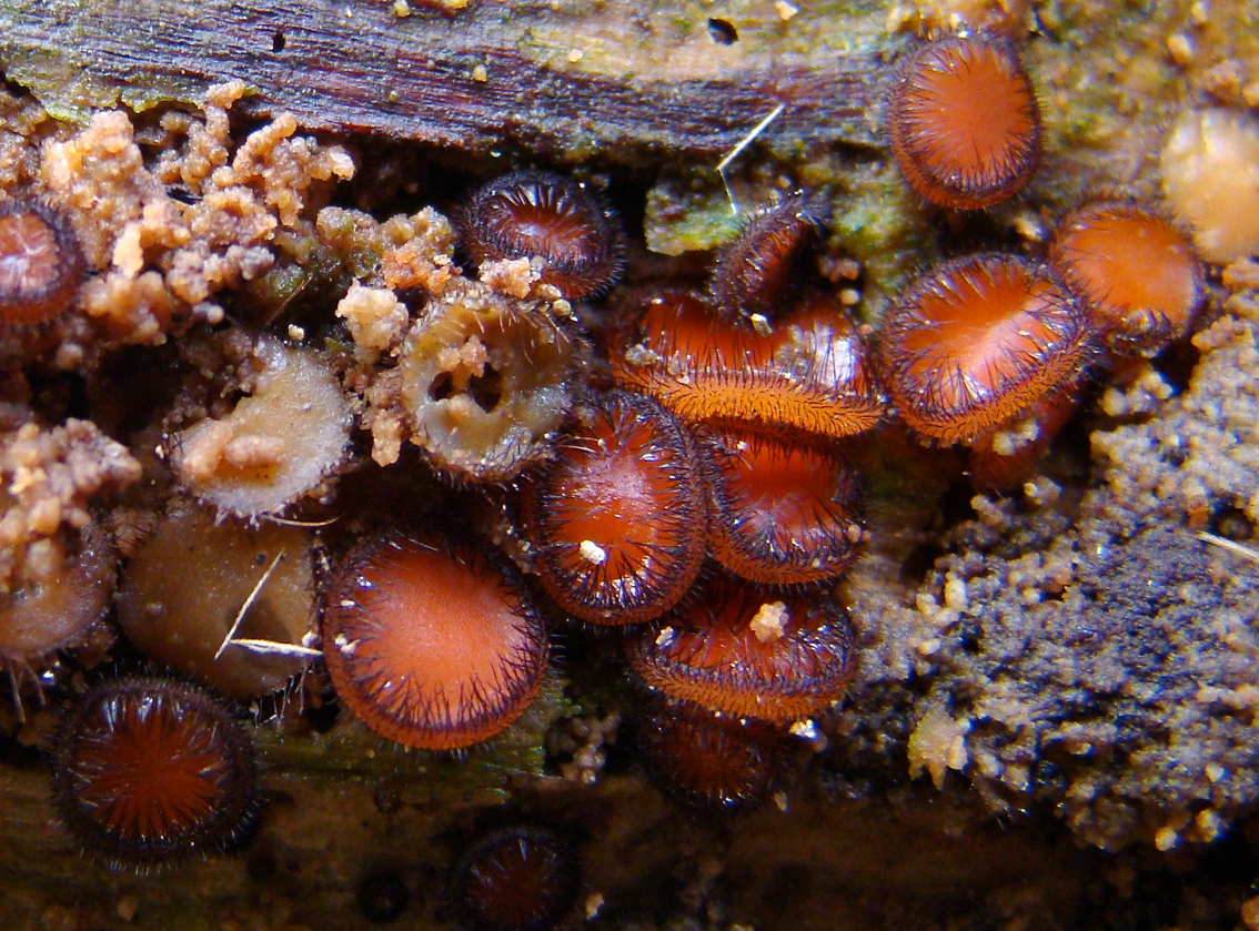 Gewoon wimperzwammetje