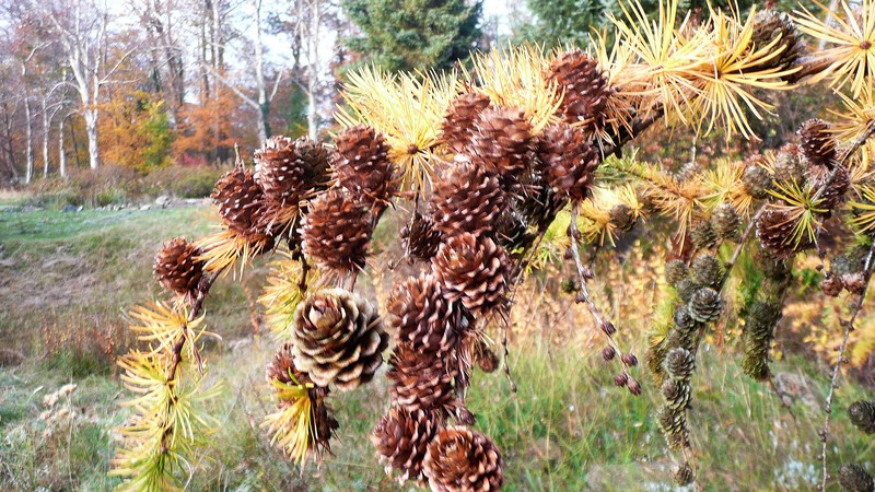 larixappeltjes