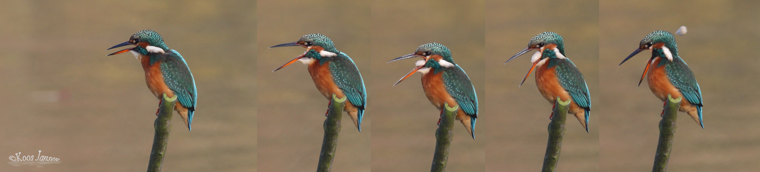 IJsvogel (v) - braakbal uitspugend