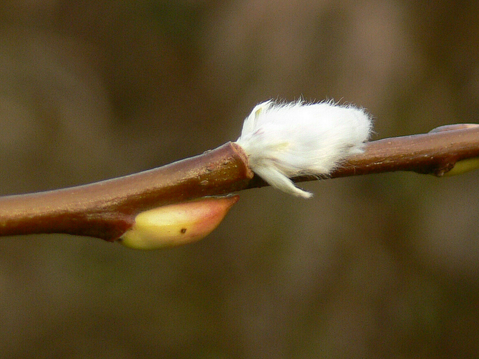 De Knotwilg is alweer aan het uitlopen!!! (2)