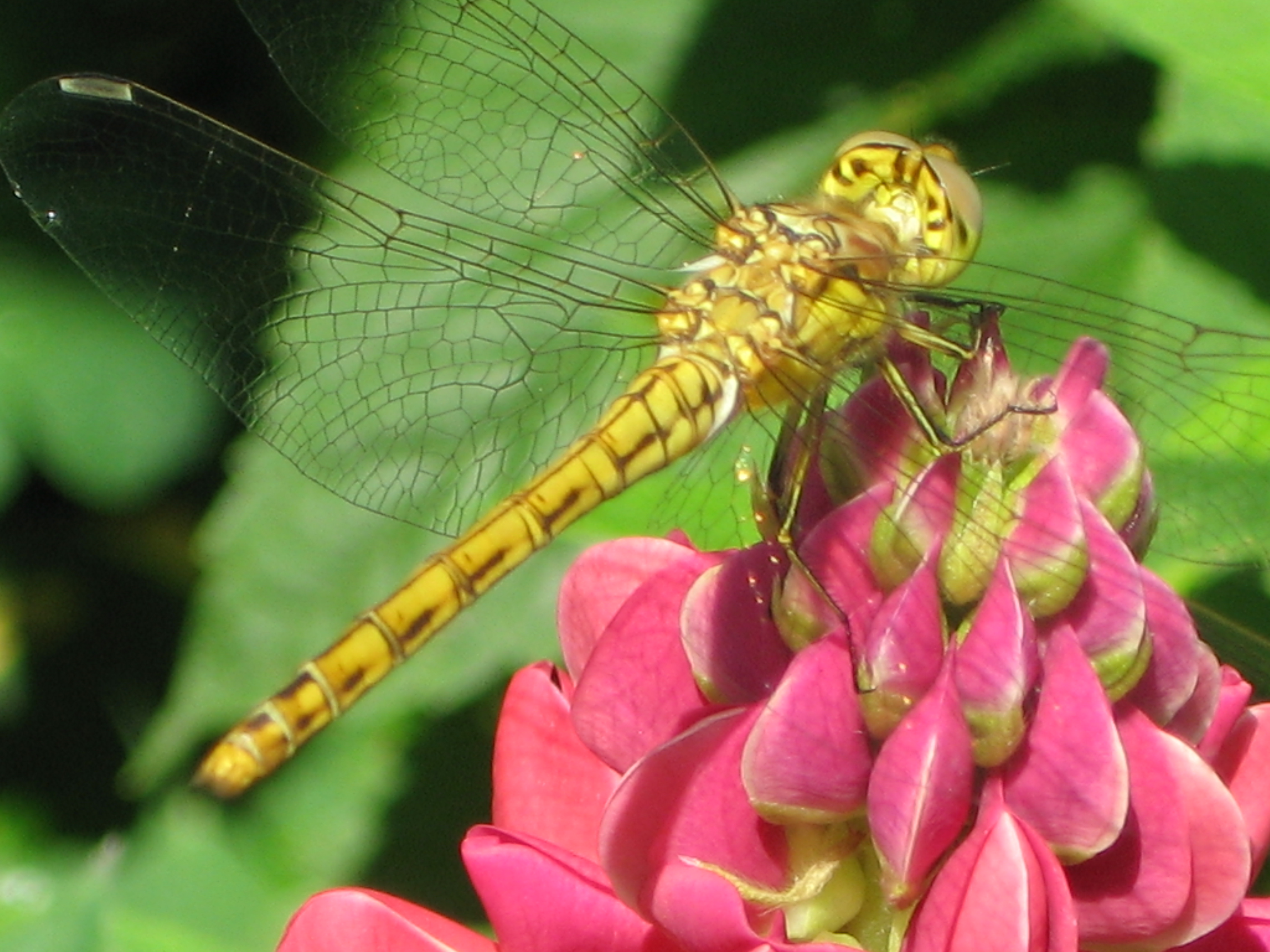 Libelle