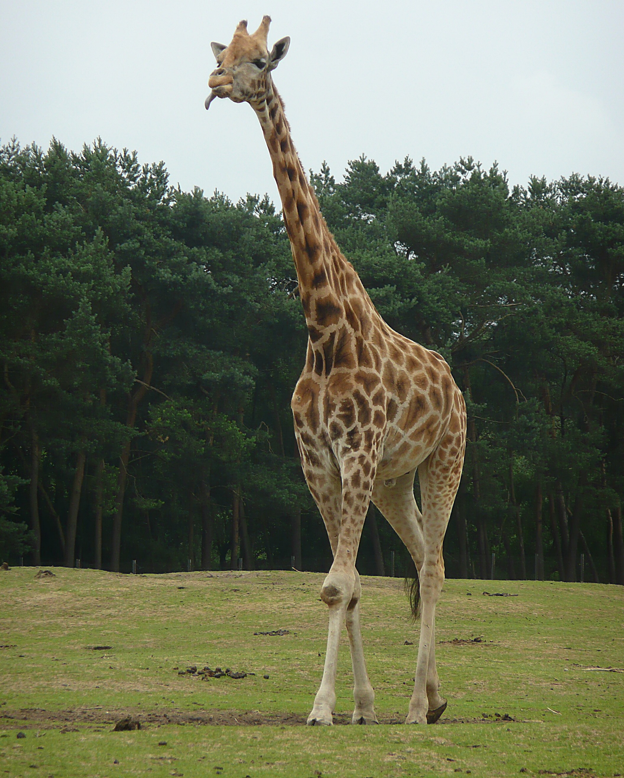 Giraf steekt tong uit