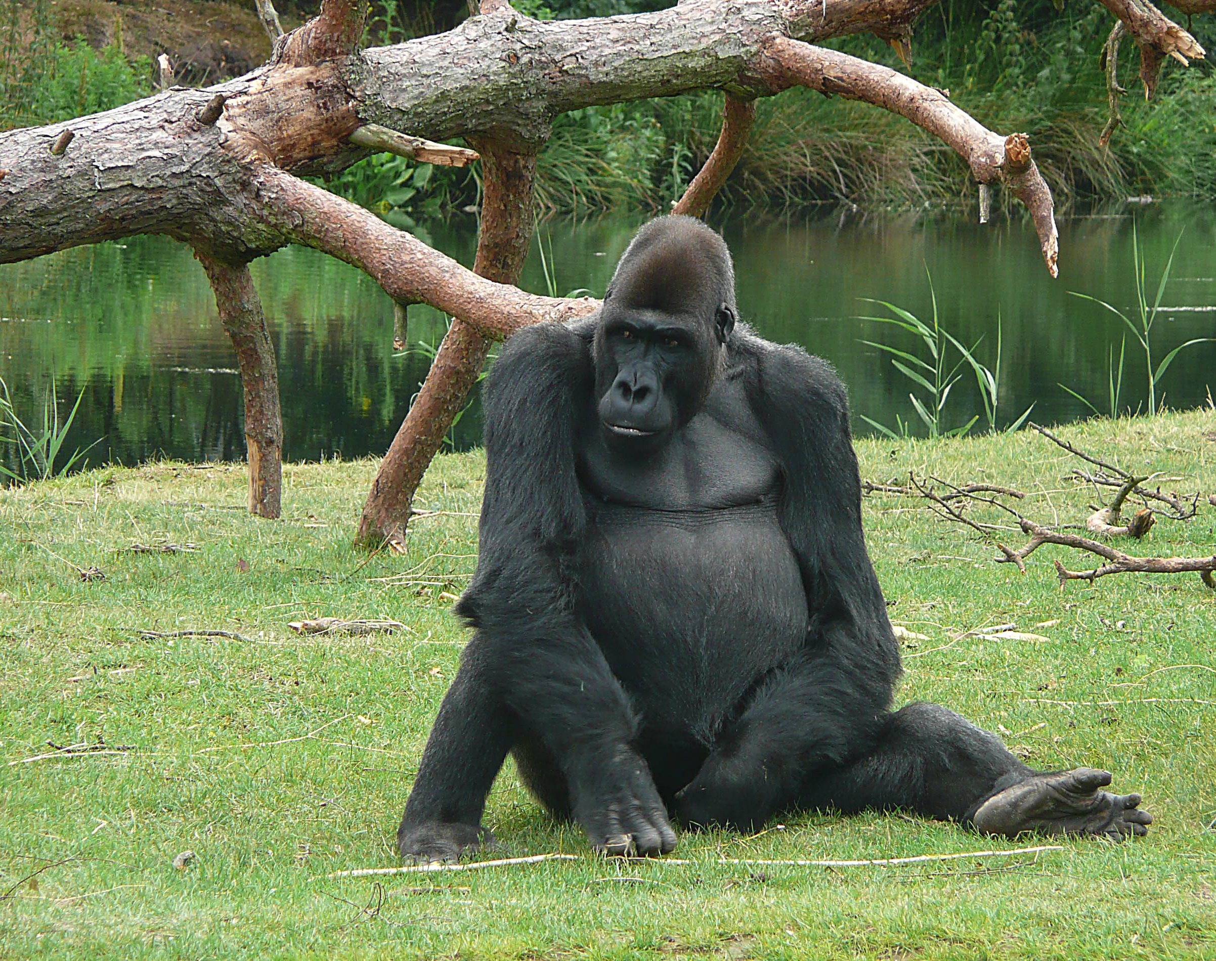 Gorilla