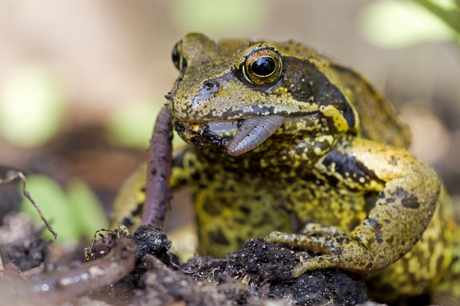 Kikker in de tuin aan het diner