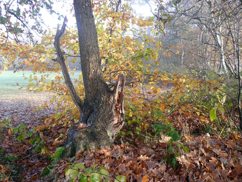 hefstboom in de mist