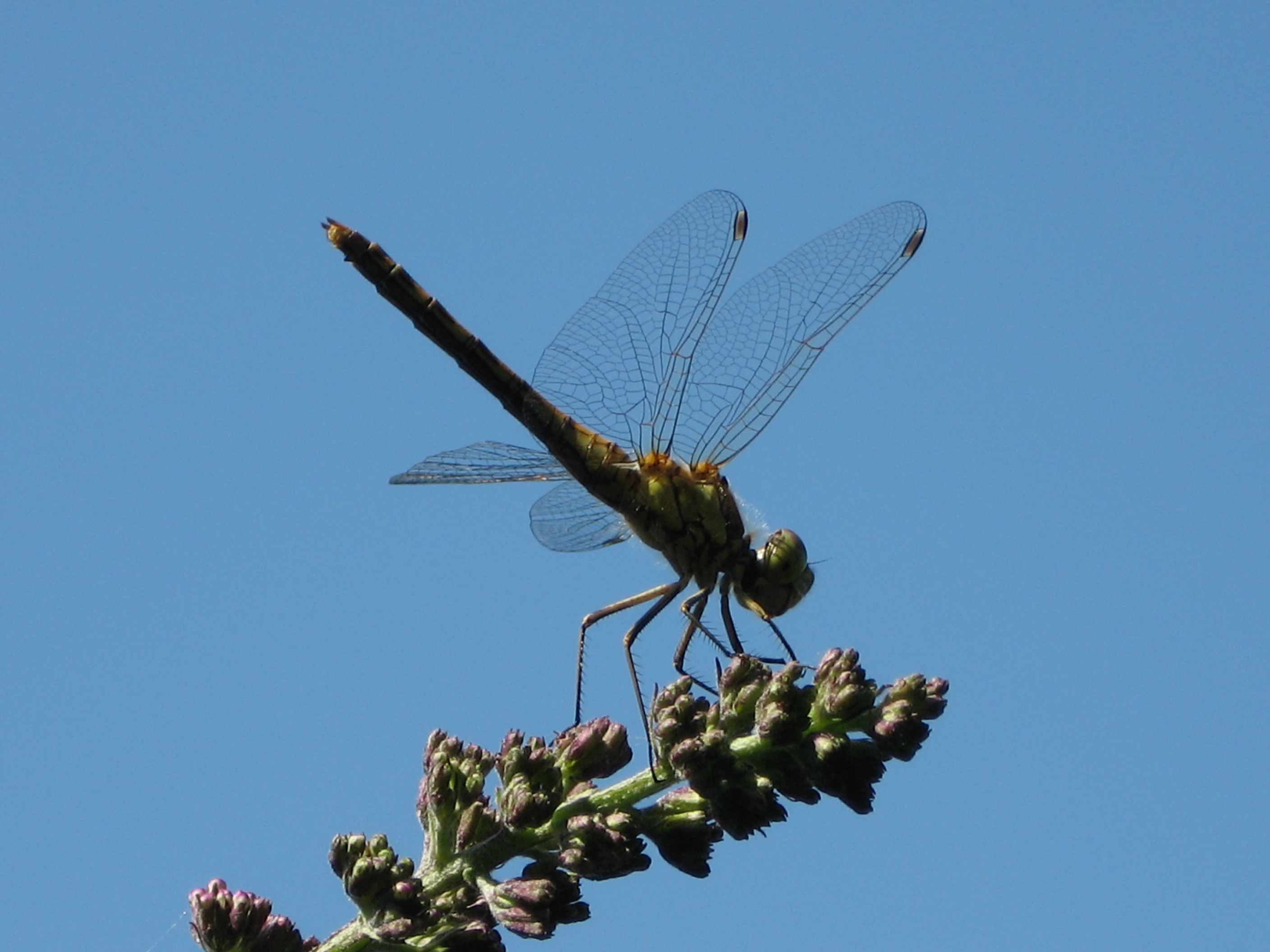 Libelle