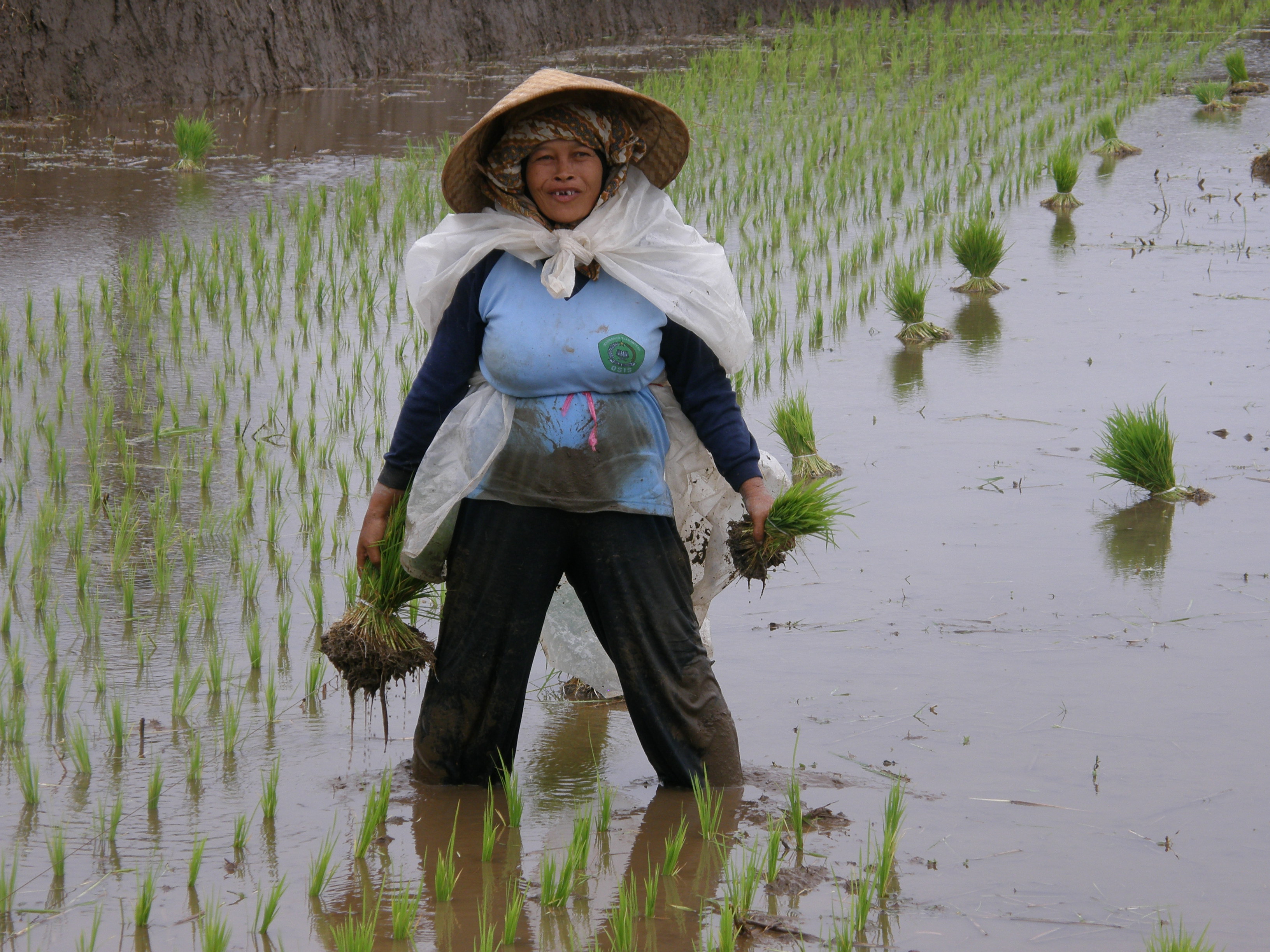 Aanpoten in Javaans rijstveld