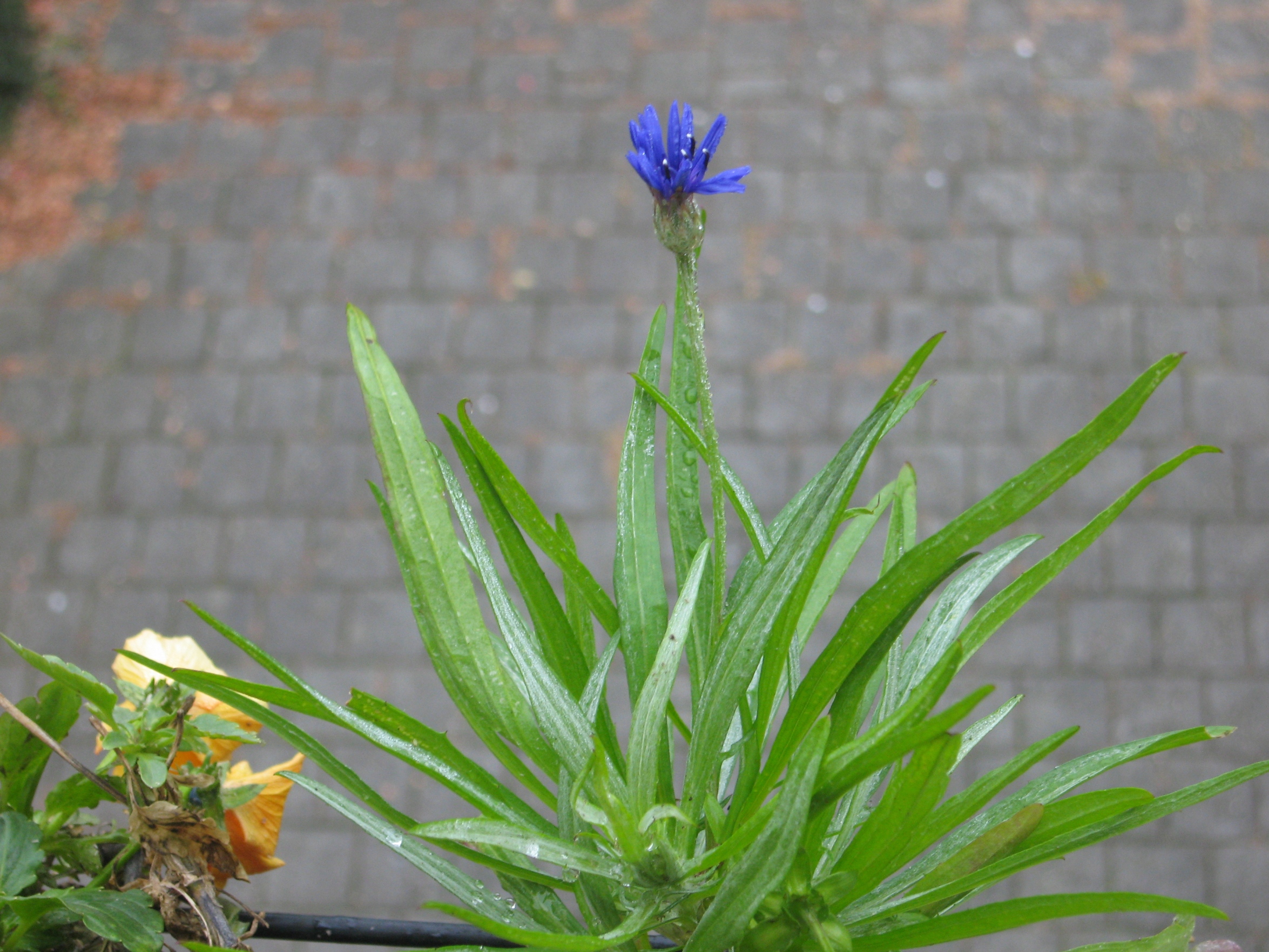 Korenbloem in bloei - november 2011