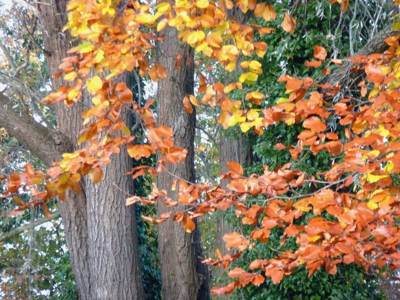 Herfst: bomen en kleur