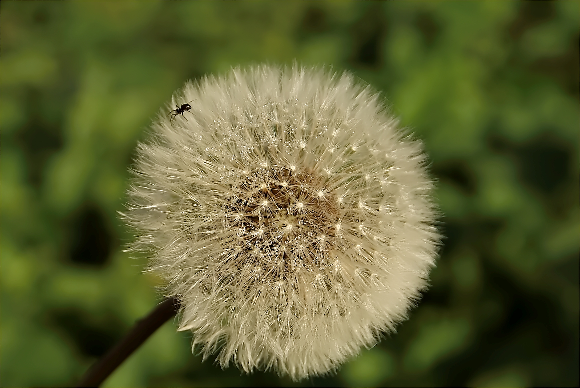 Waterdruppels op een bloeiende paardebloem