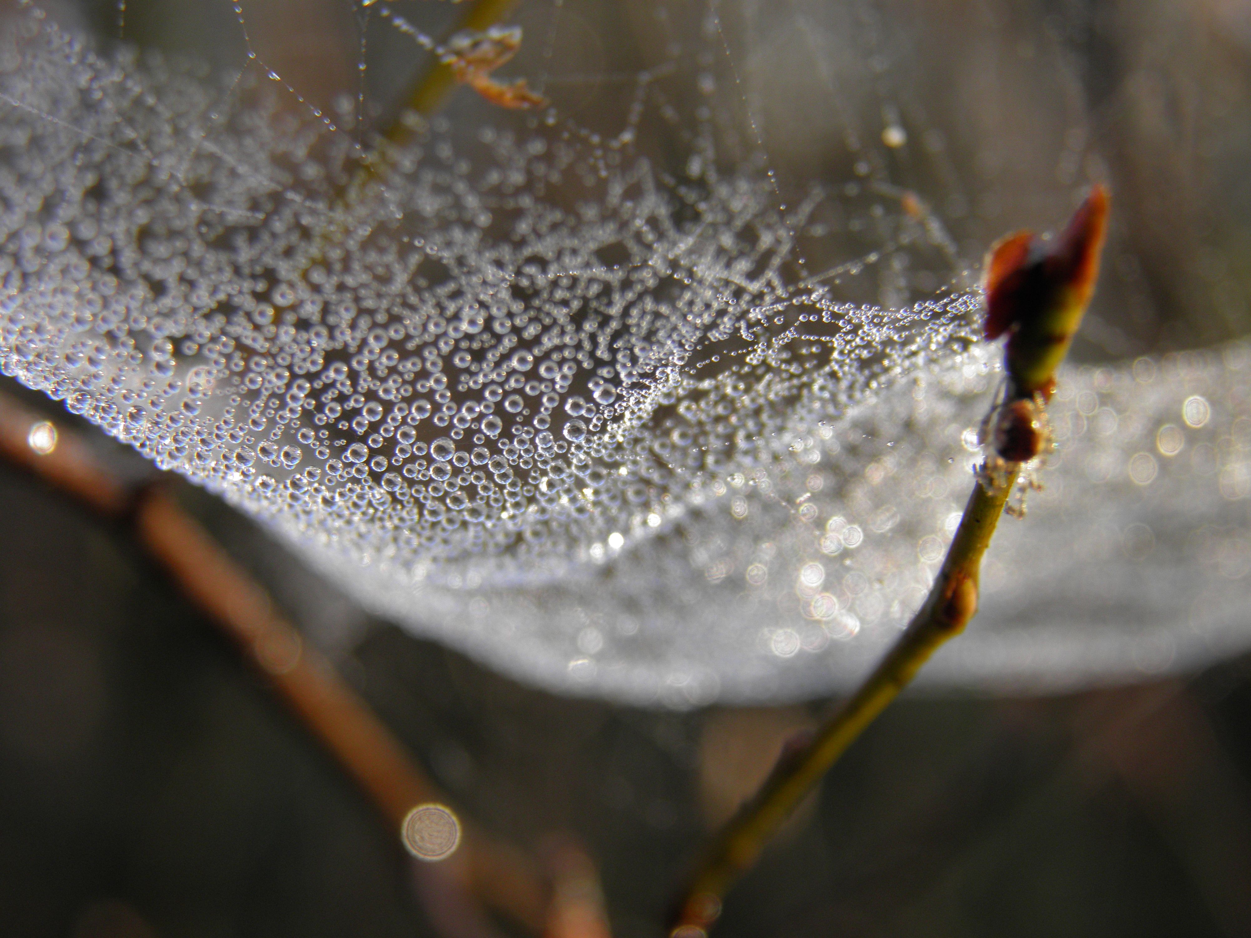 druppels op spinrag
