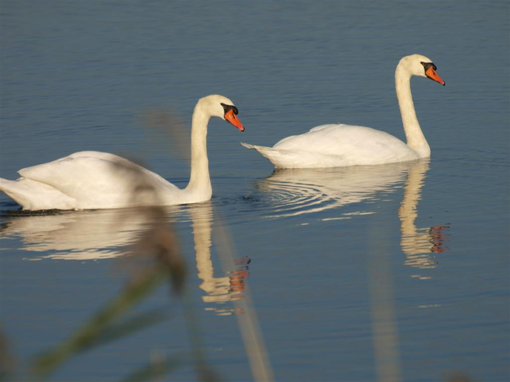 Knobbelzwanen