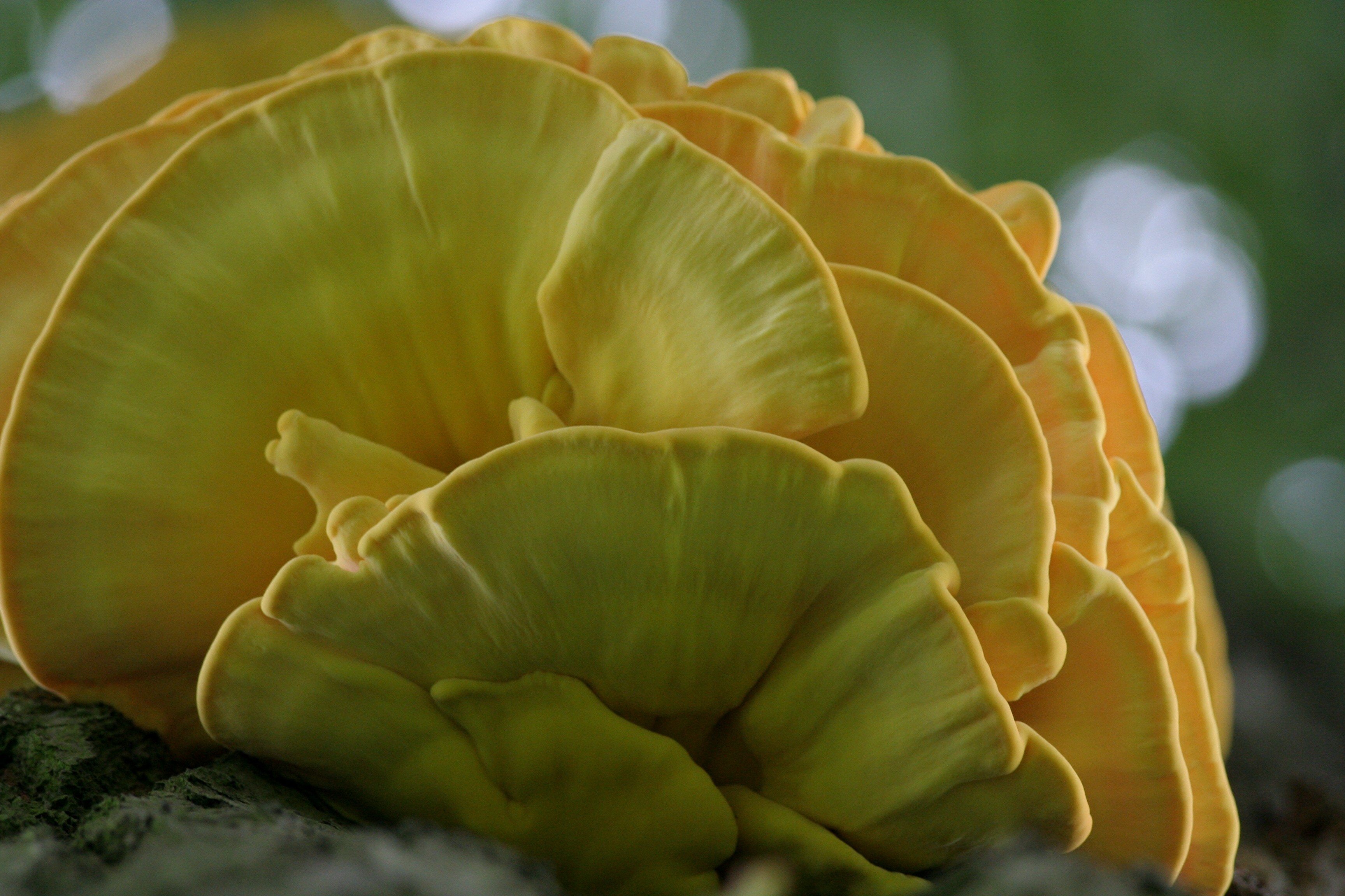 Zwavelzwam, een parasiet