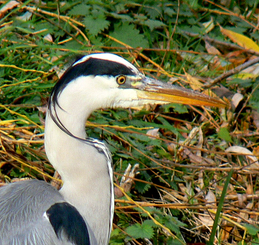 Close up Blauwe Reiger