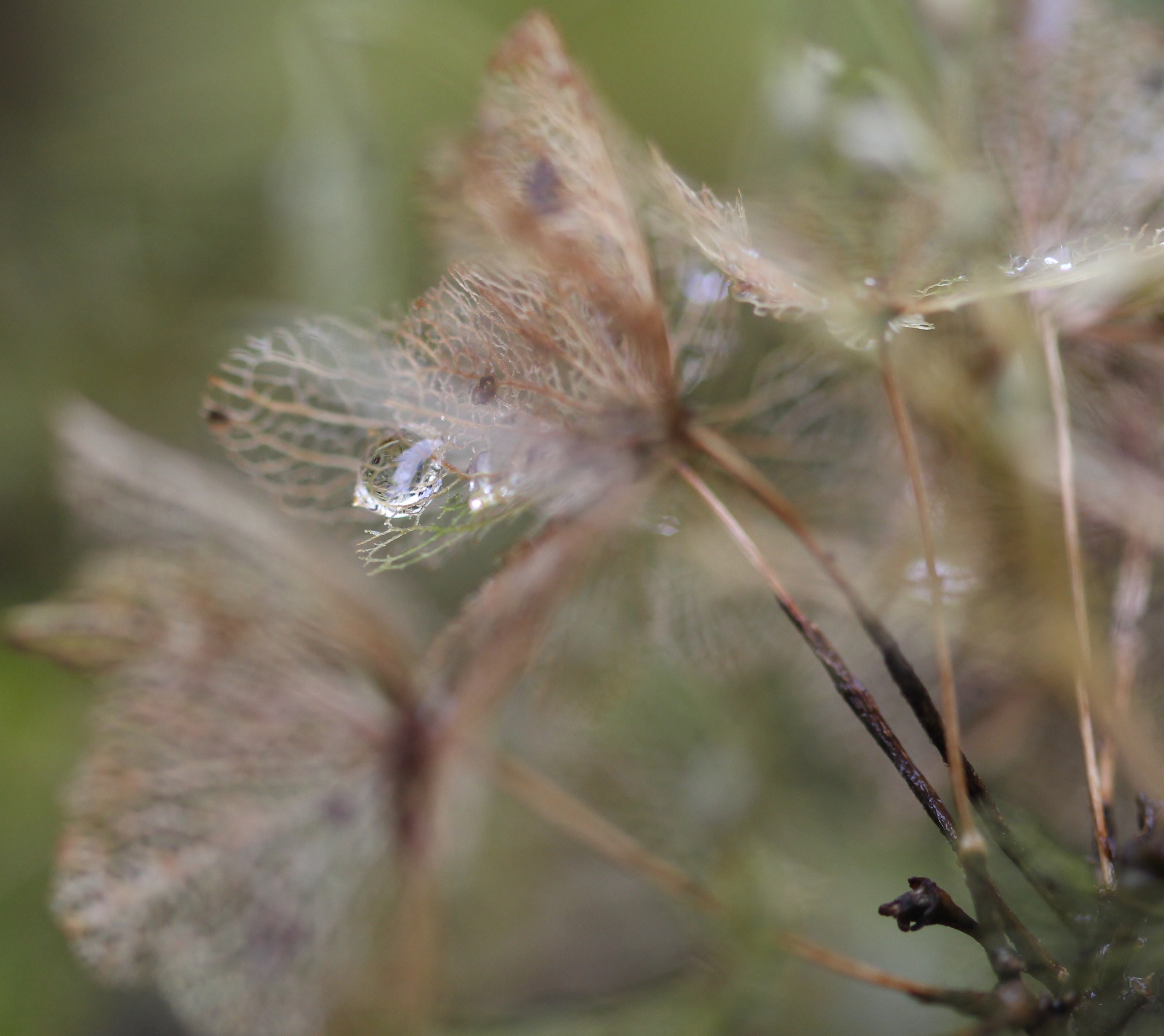 Regendruppel op hortensia