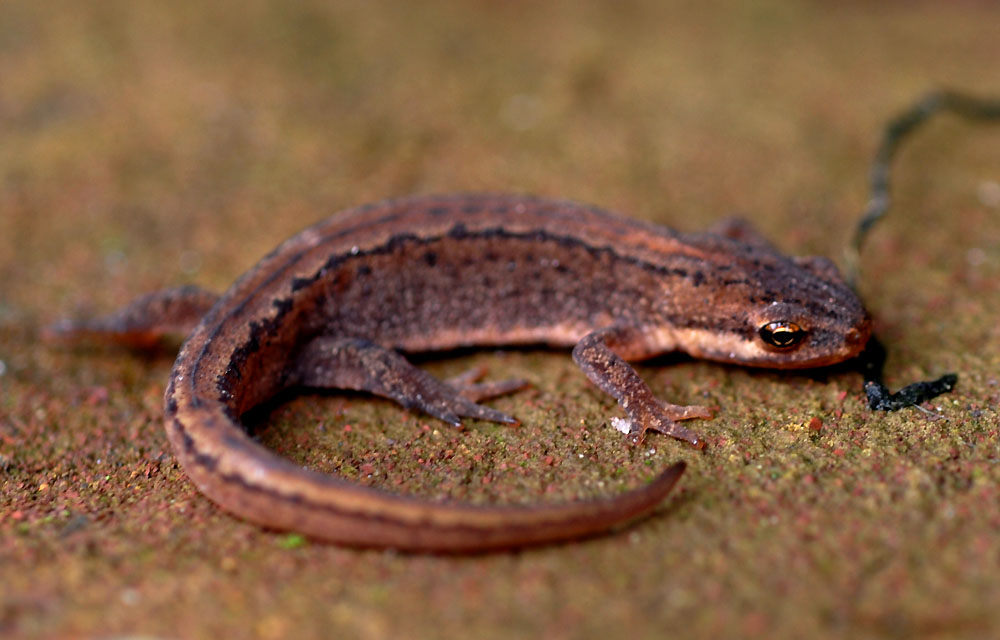 Kleine watersalamander