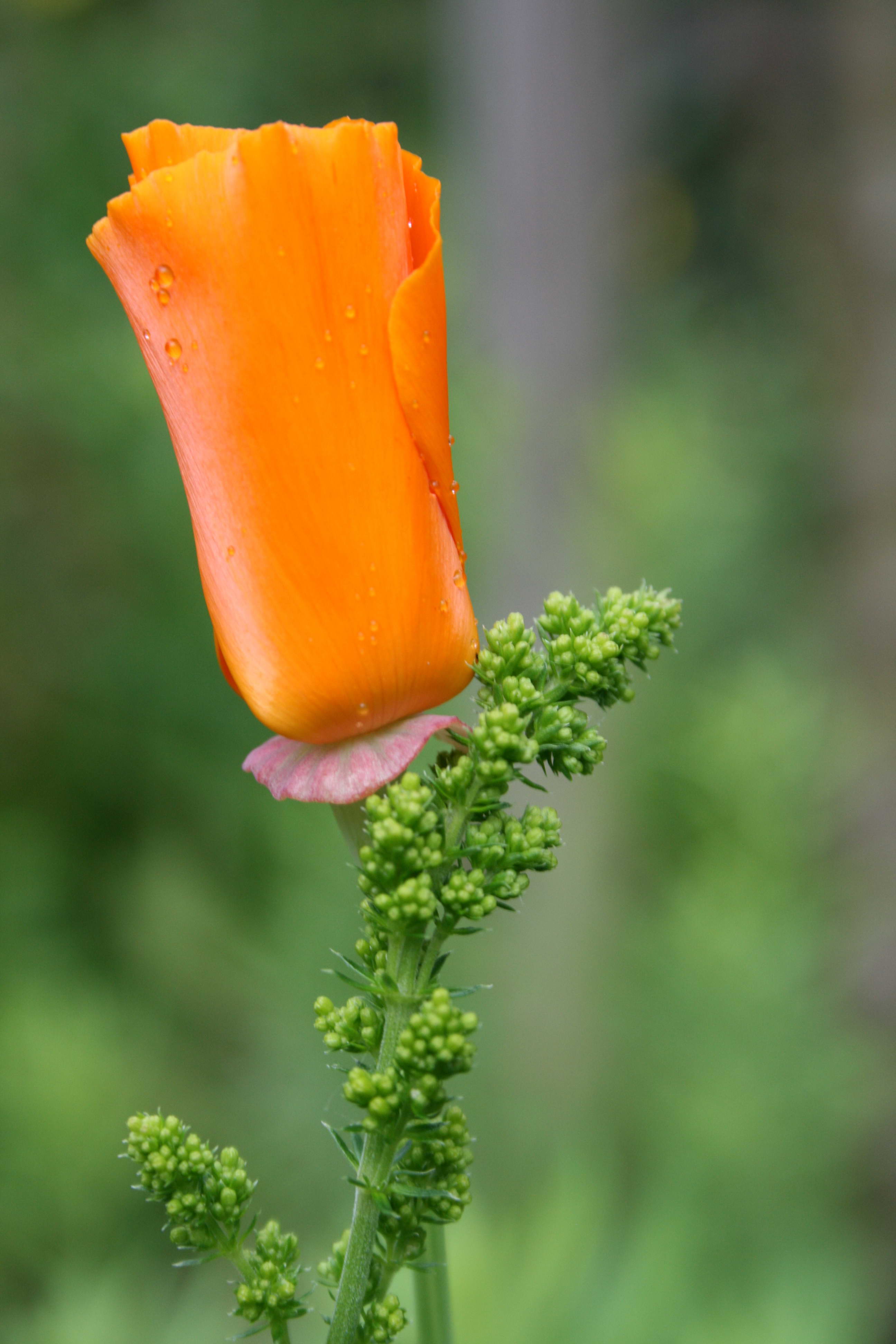 Slaapmutsje en Gele Walstro