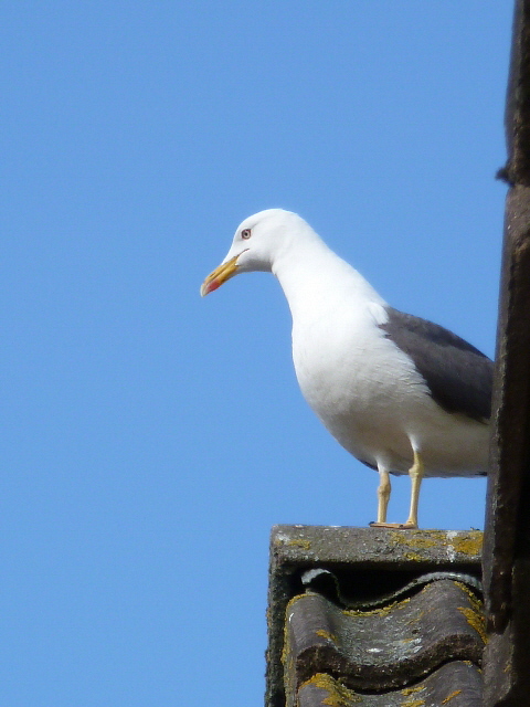 Kleine mantelmeeuw op de punt van het dak.