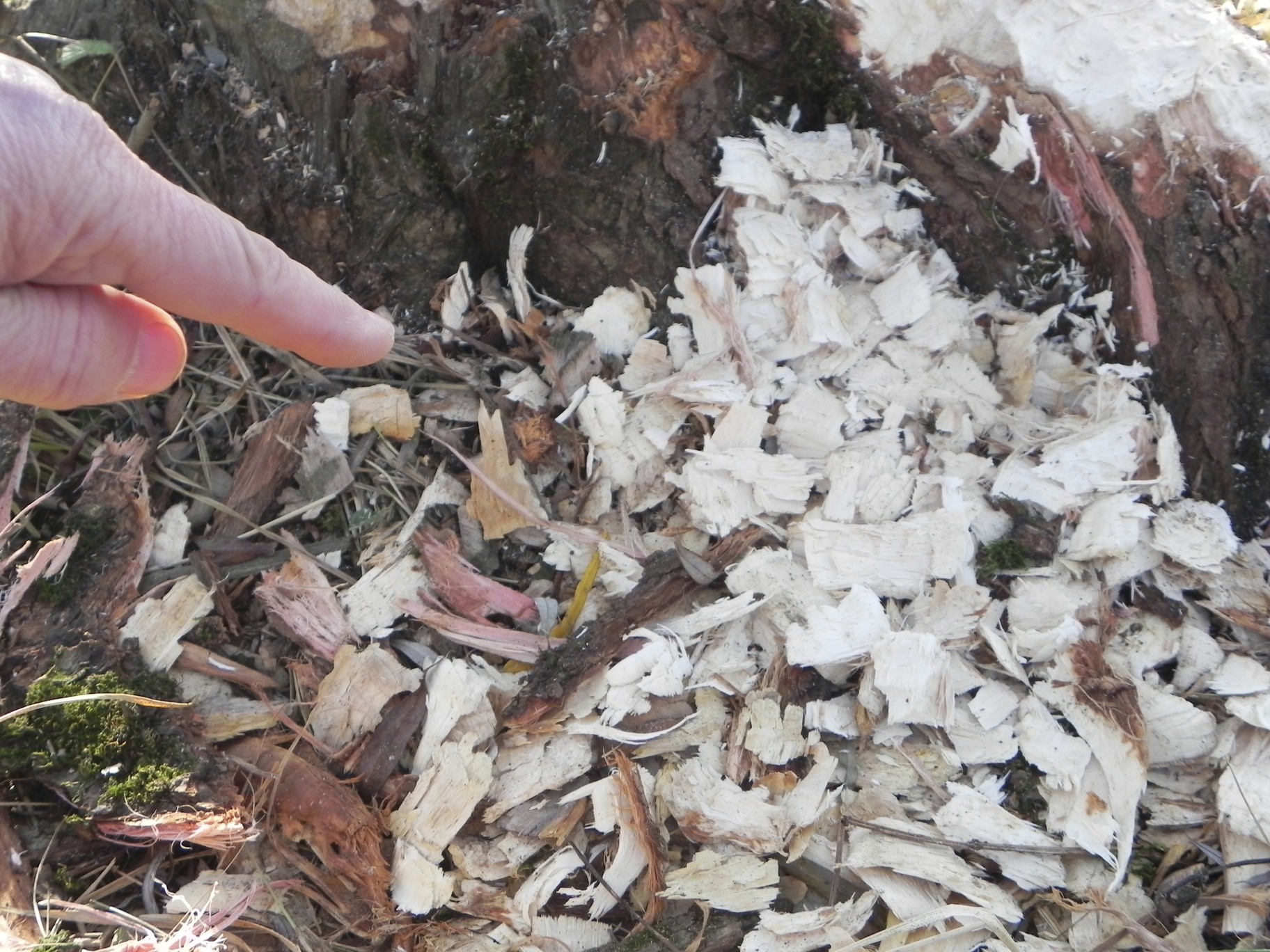 Beversporen Millingerwaard 11