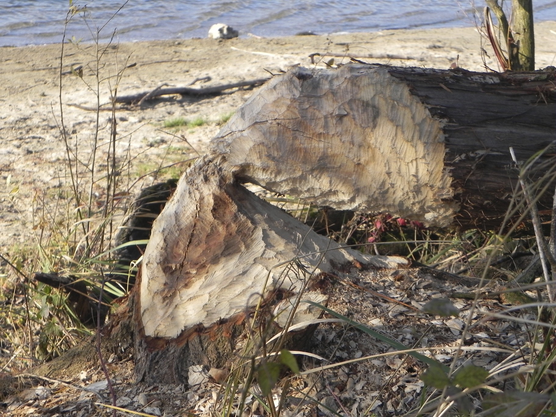 Beversporen Millingerwaard 12