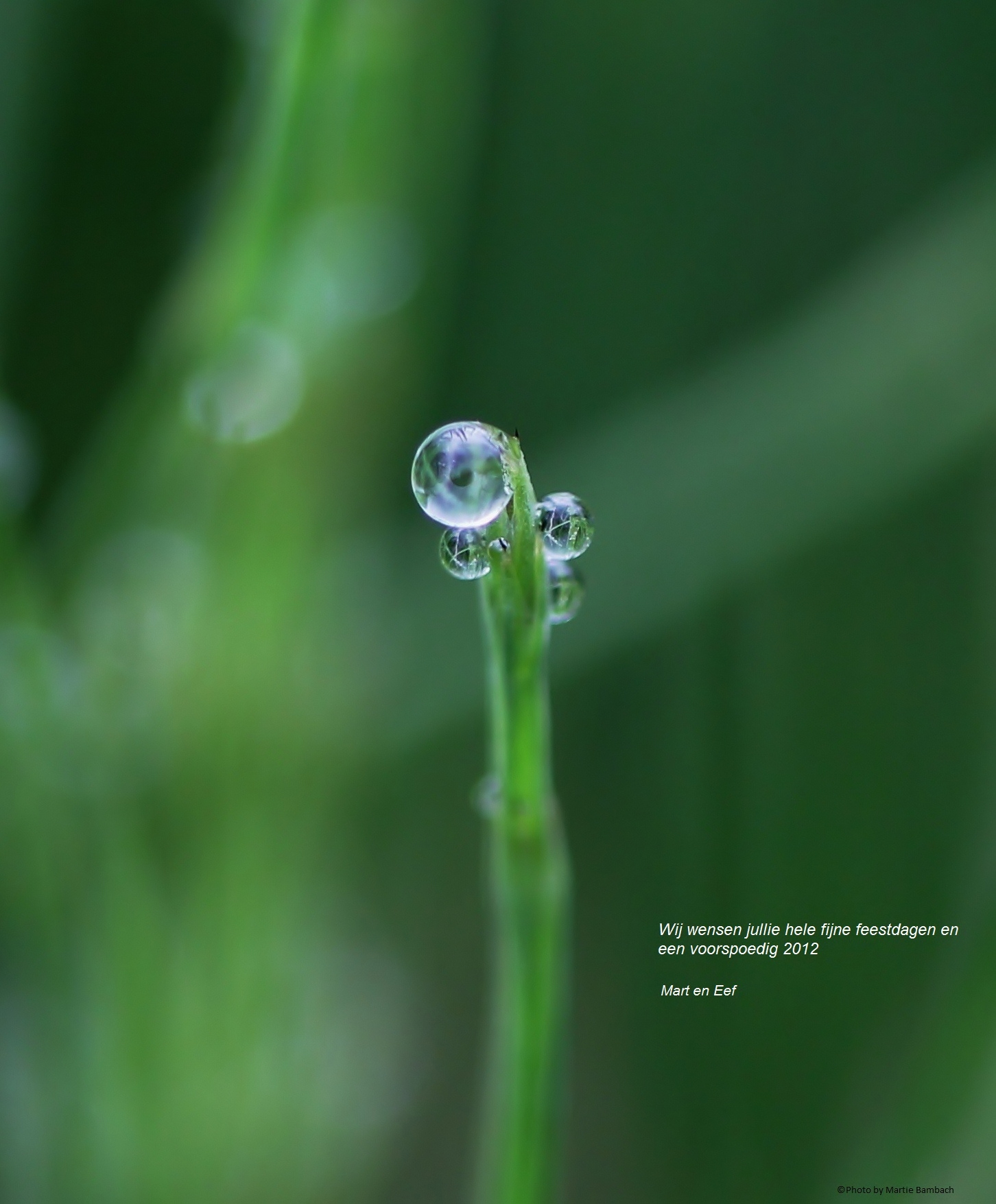 Kerstgroet voor alle Vroege Vogels