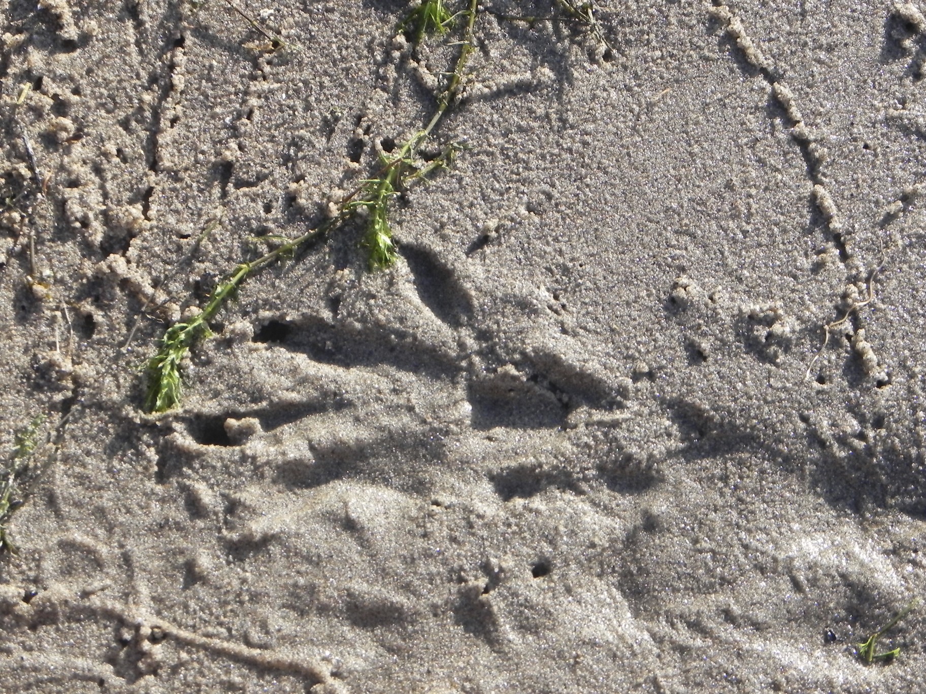 Beversporen Millingerwaard 7