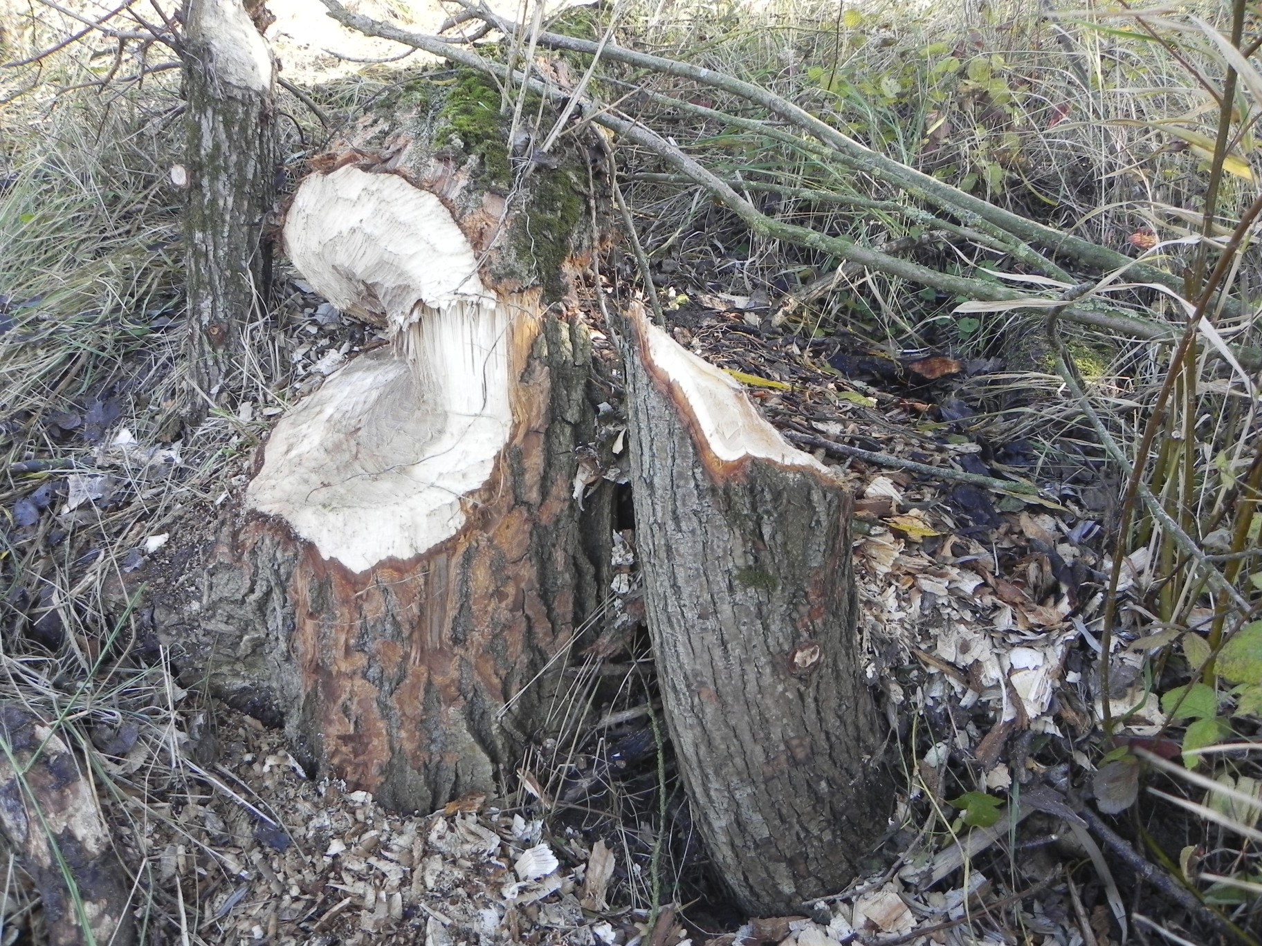 Beversporen Millingerwaard 1