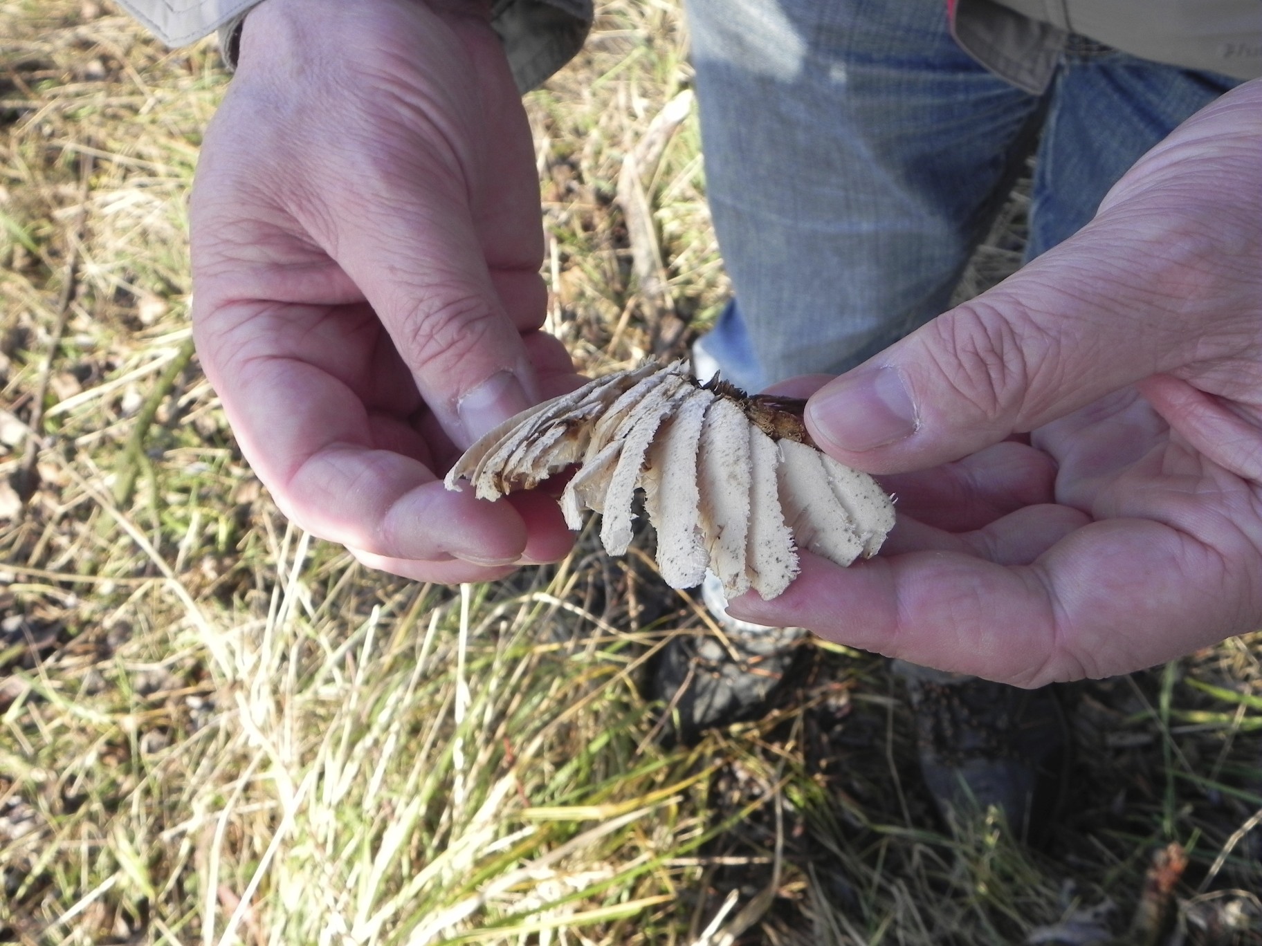 Beversporen Millingerwaard 3