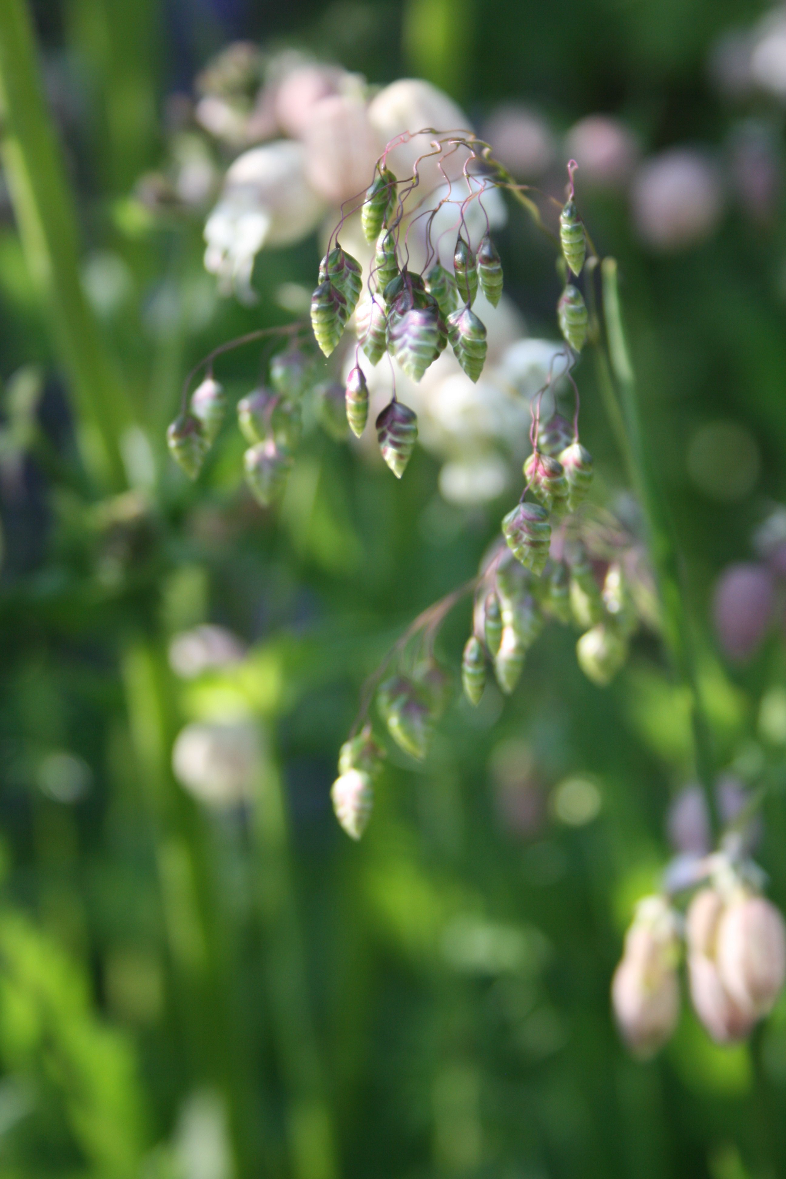 Trilgras en Blaassilene