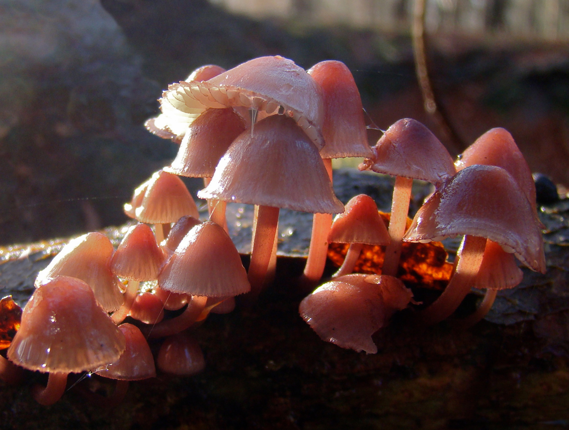 de dag voor kerst...