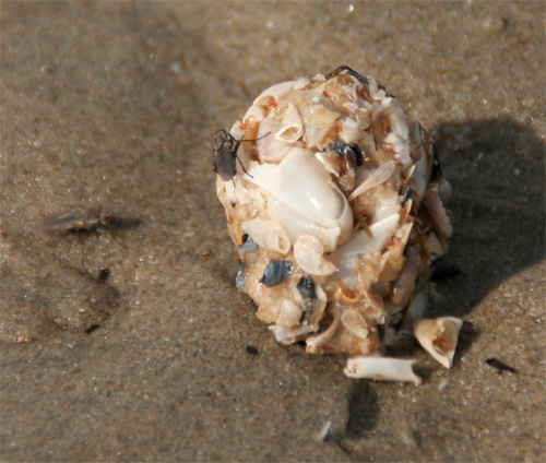 smakelijk hapje aan het strand