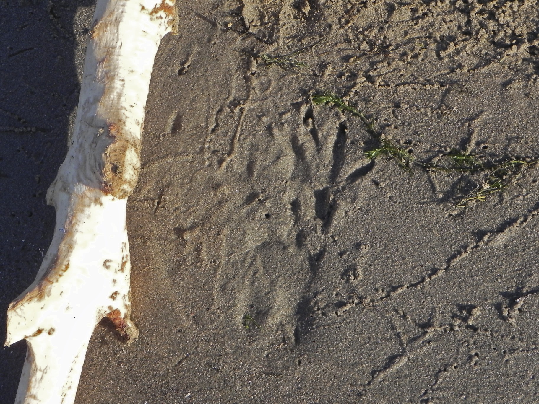 Beversporen Millingerwaard 8