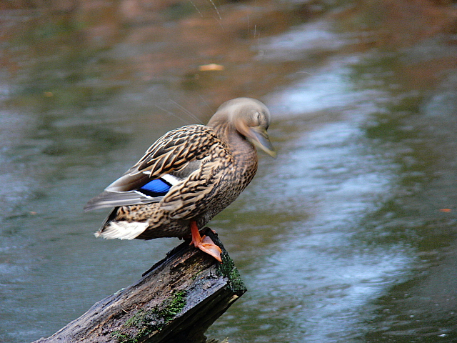 Hele maffe foto van Wilde Eend (v)