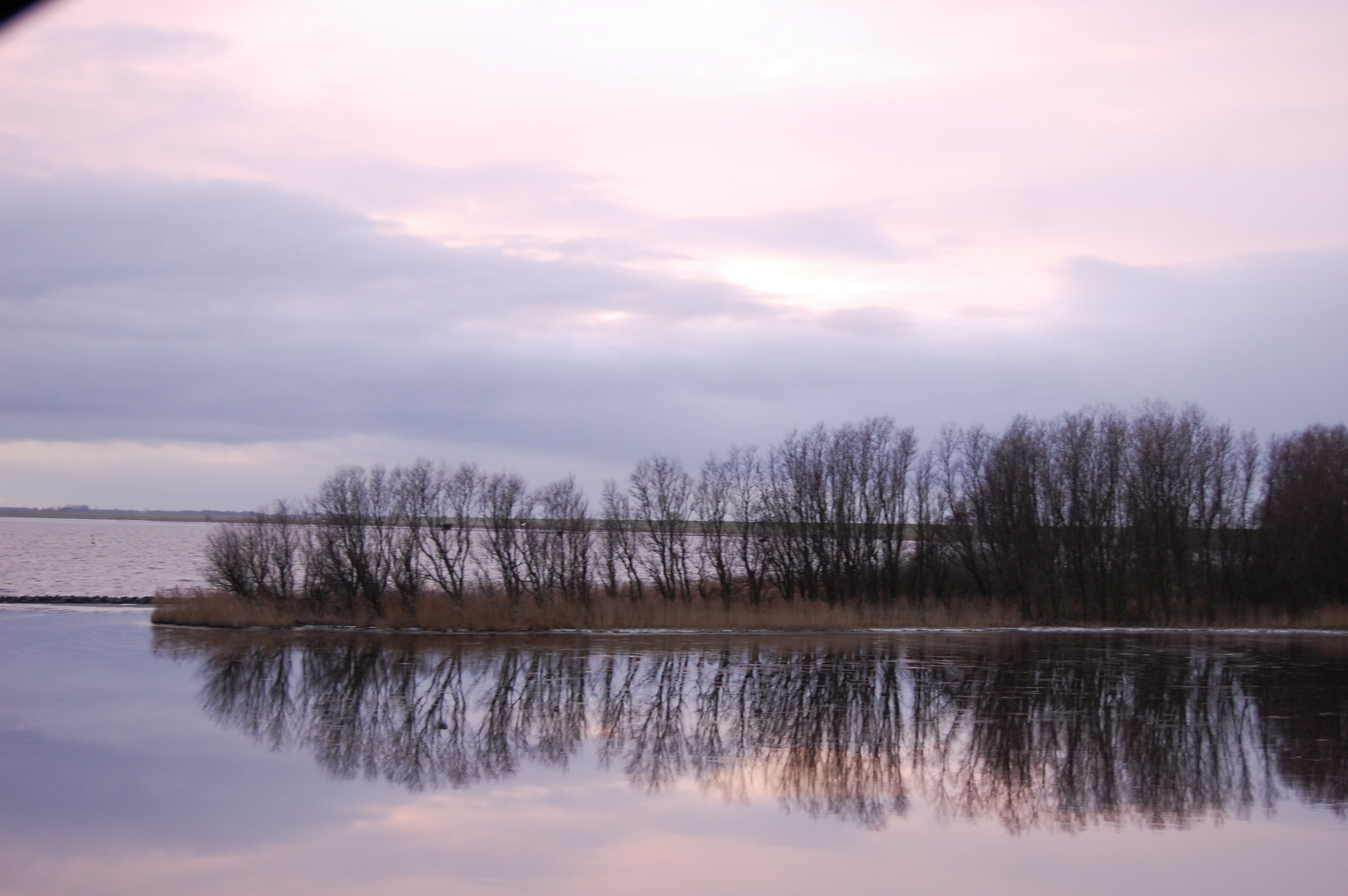 Aalscholverbosje Lauwersoog