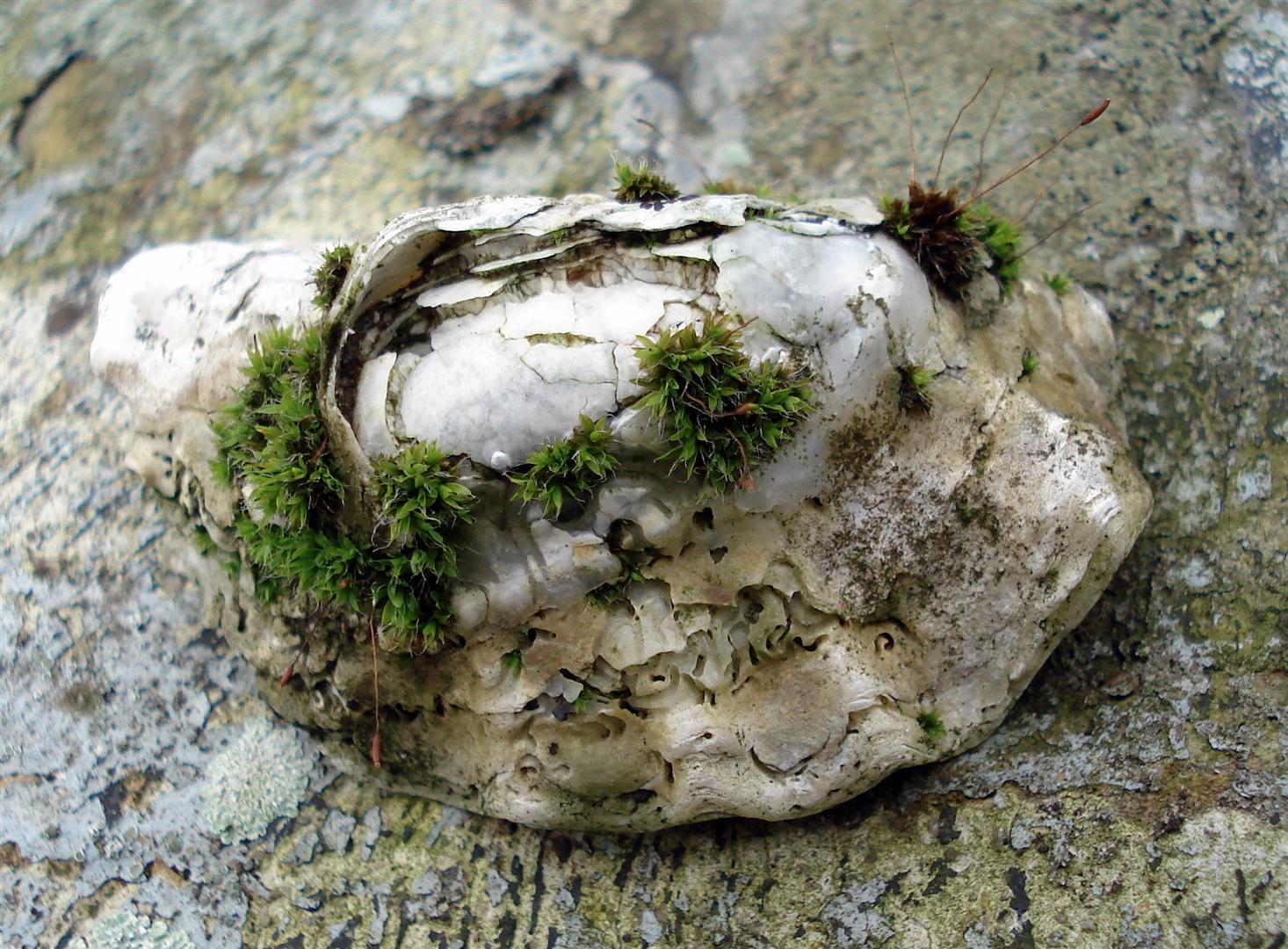 Oesterschelp