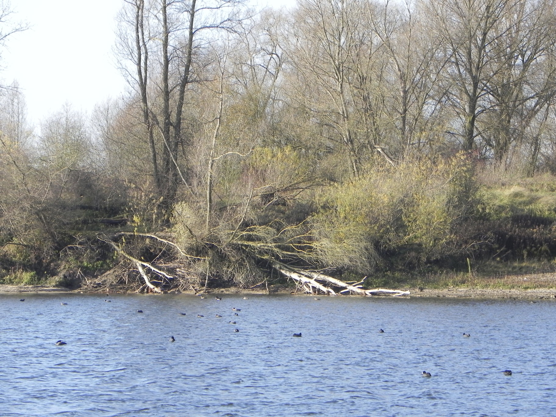 Beversporen Millingerwaard 5