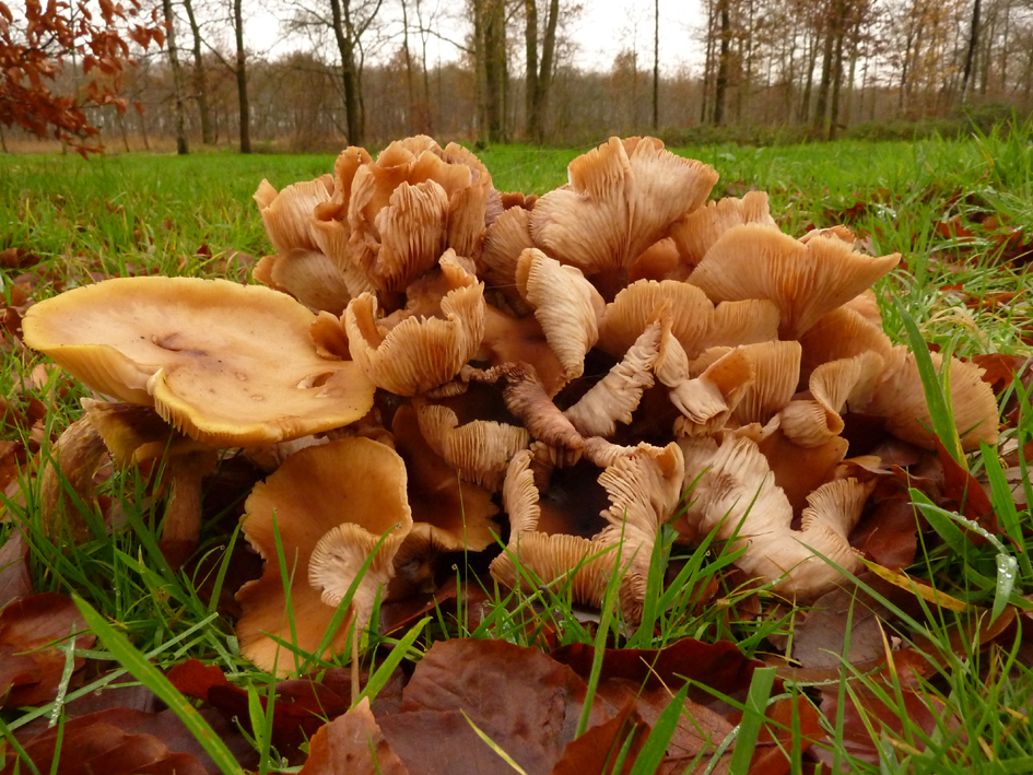 gekrulde paddenstoelen