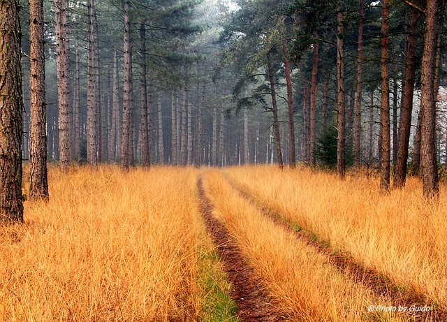 Herfstplaatje in het Bos.