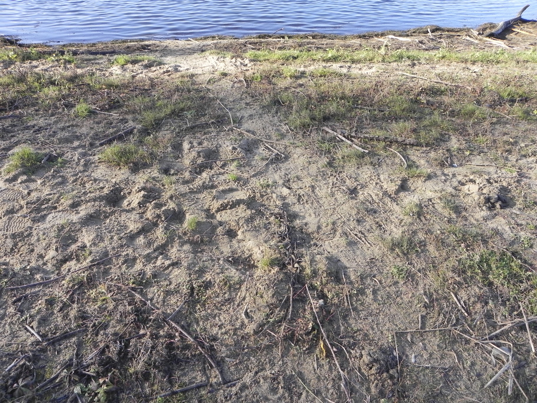 Beversporen Millingerwaard 15