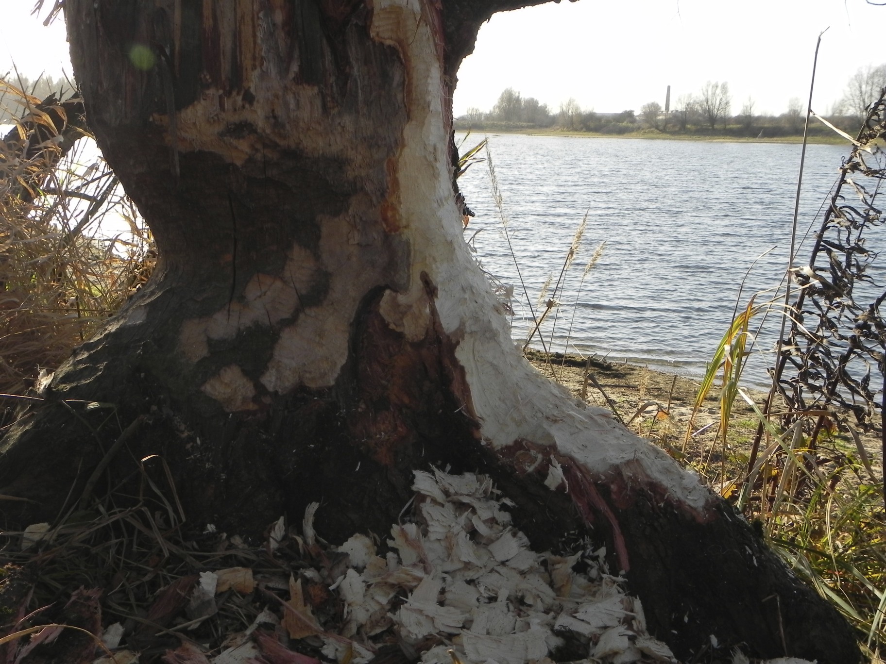 Beversporen Millingerwaard 10