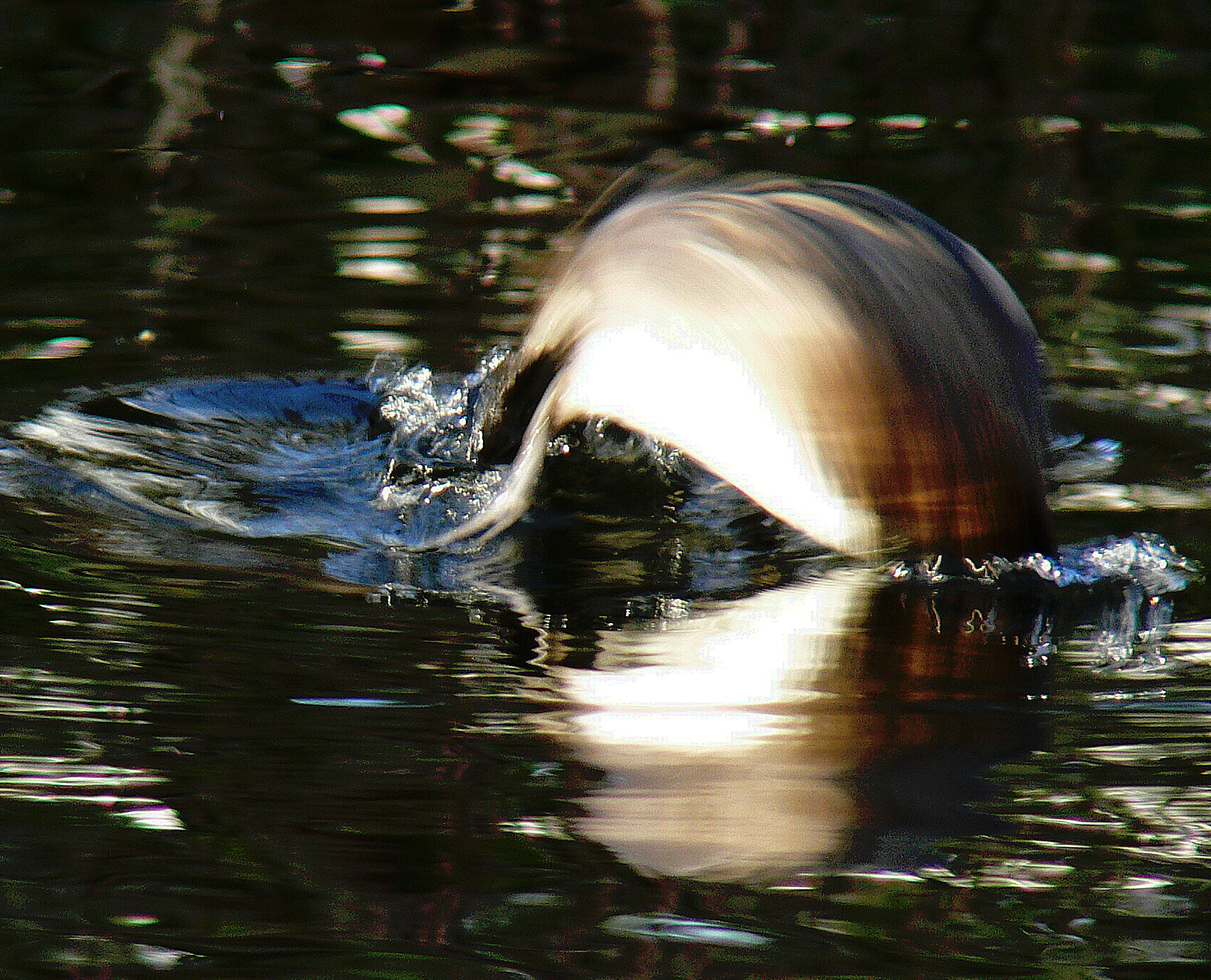 Duik van een Kuifeend