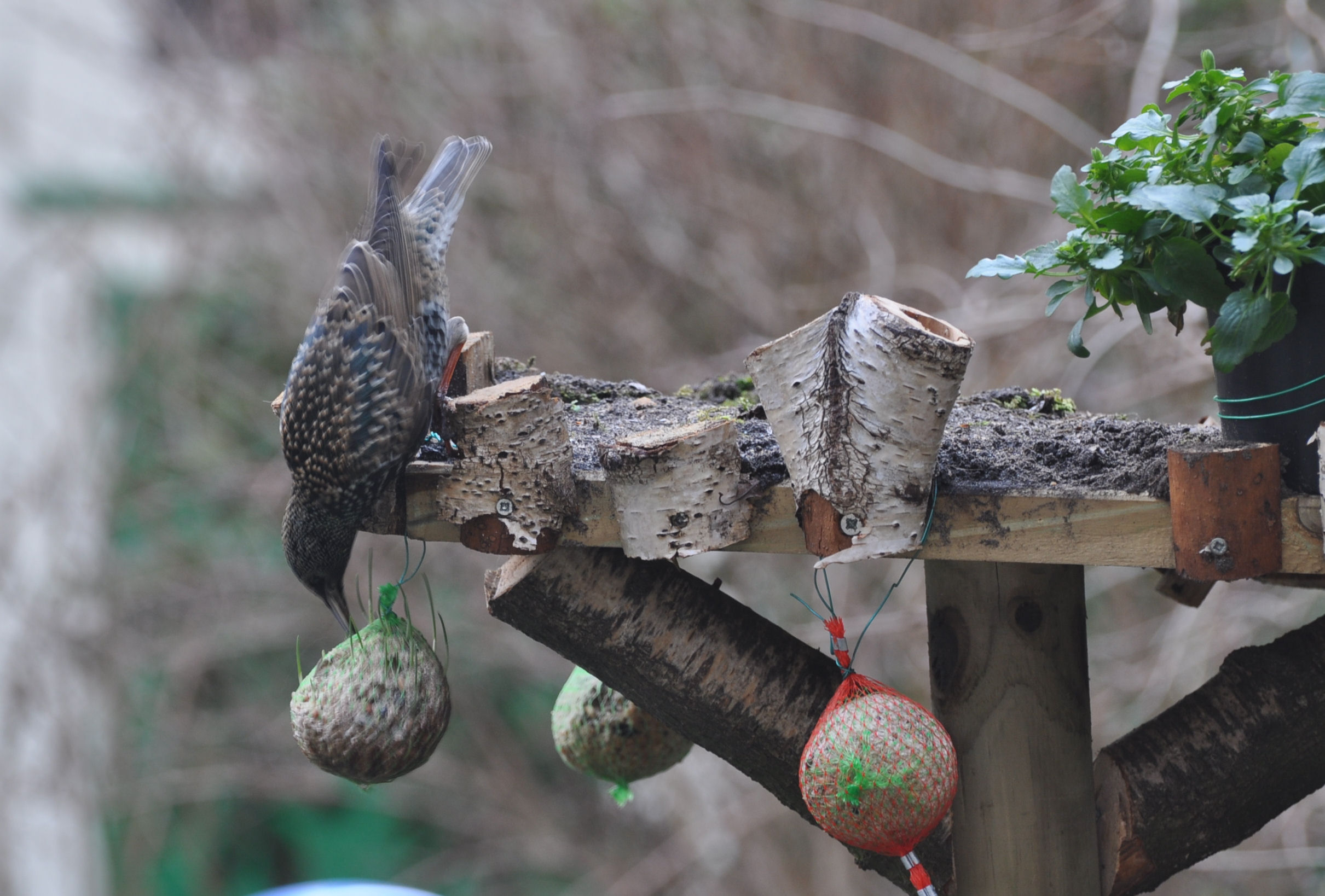 spreeuw aan het  eten