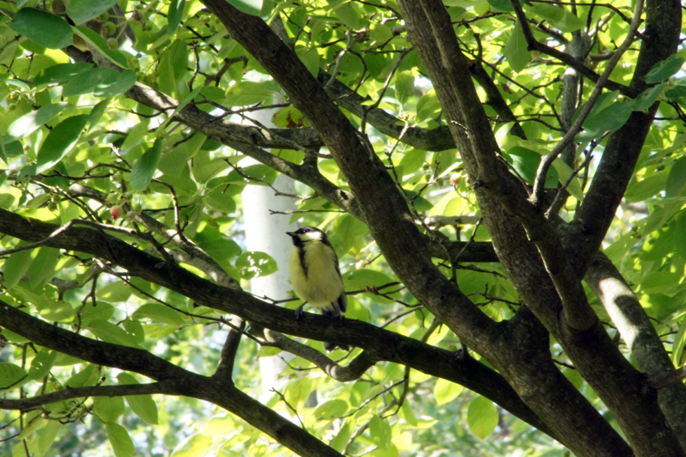 schoonheid in de bomen