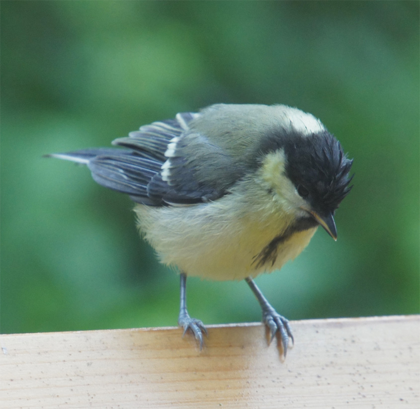 jong meesje in de regen