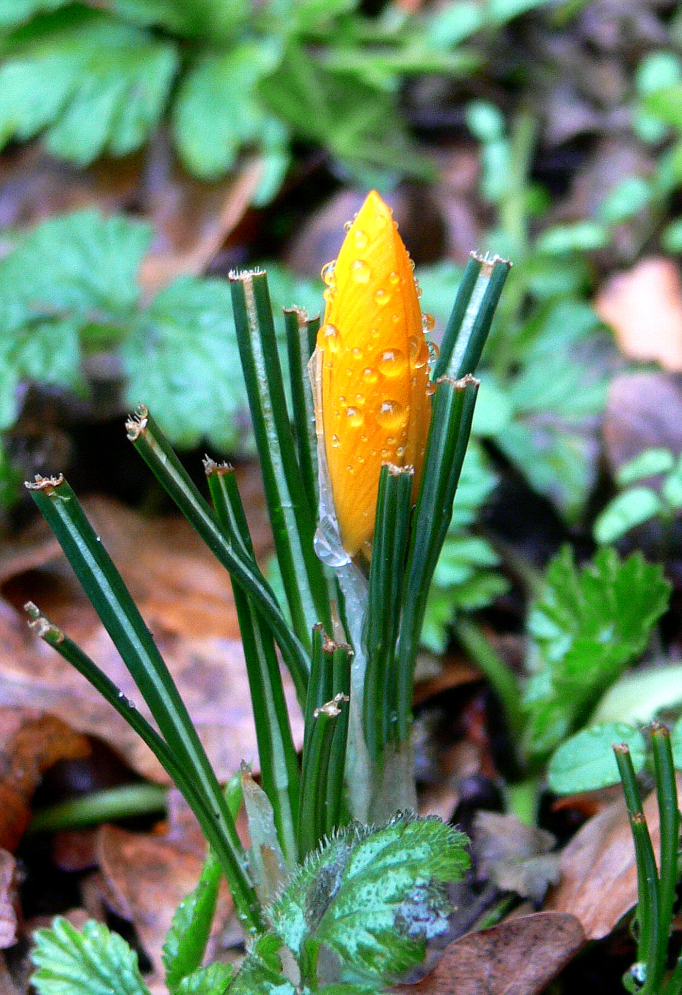 Vandaag mijn eerste bloeiende Krokus van dit jaar tegengekomen